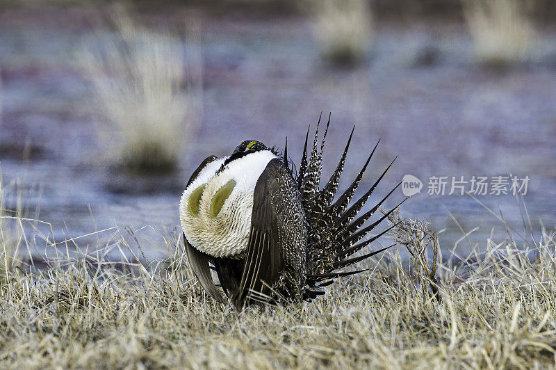 大鼠尾草松鸡(centrrocercus urophasianus)，也被称为鼠尾草，是北美最大的松鸡。它的分布范围是美国西部、阿尔伯塔省南部和加拿大萨斯喀彻温省的山艾树国家。马勒尔国家野生动物保护区